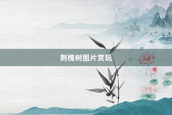 刺槐树图片赏玩